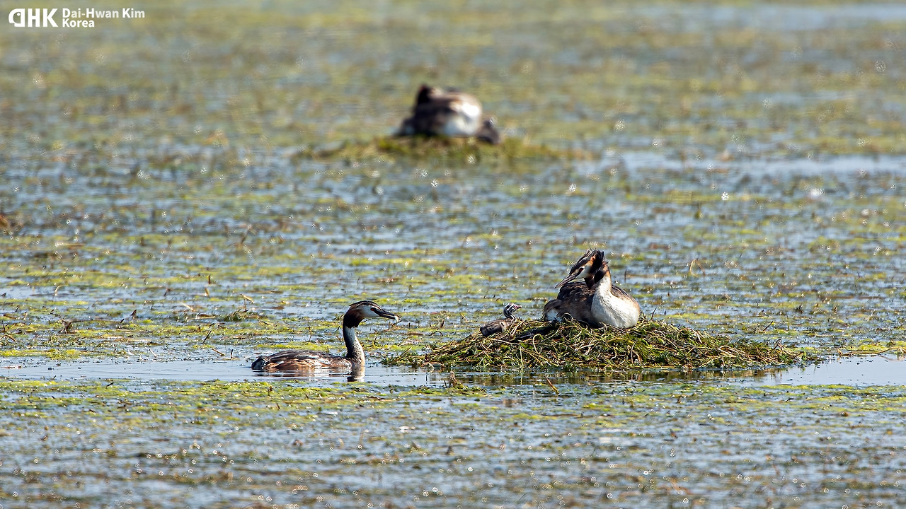 20130615_596 시화.jpg