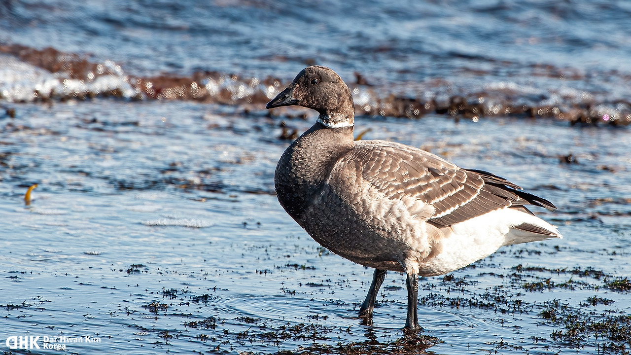 김대환 20120125-58 아야진.jpg