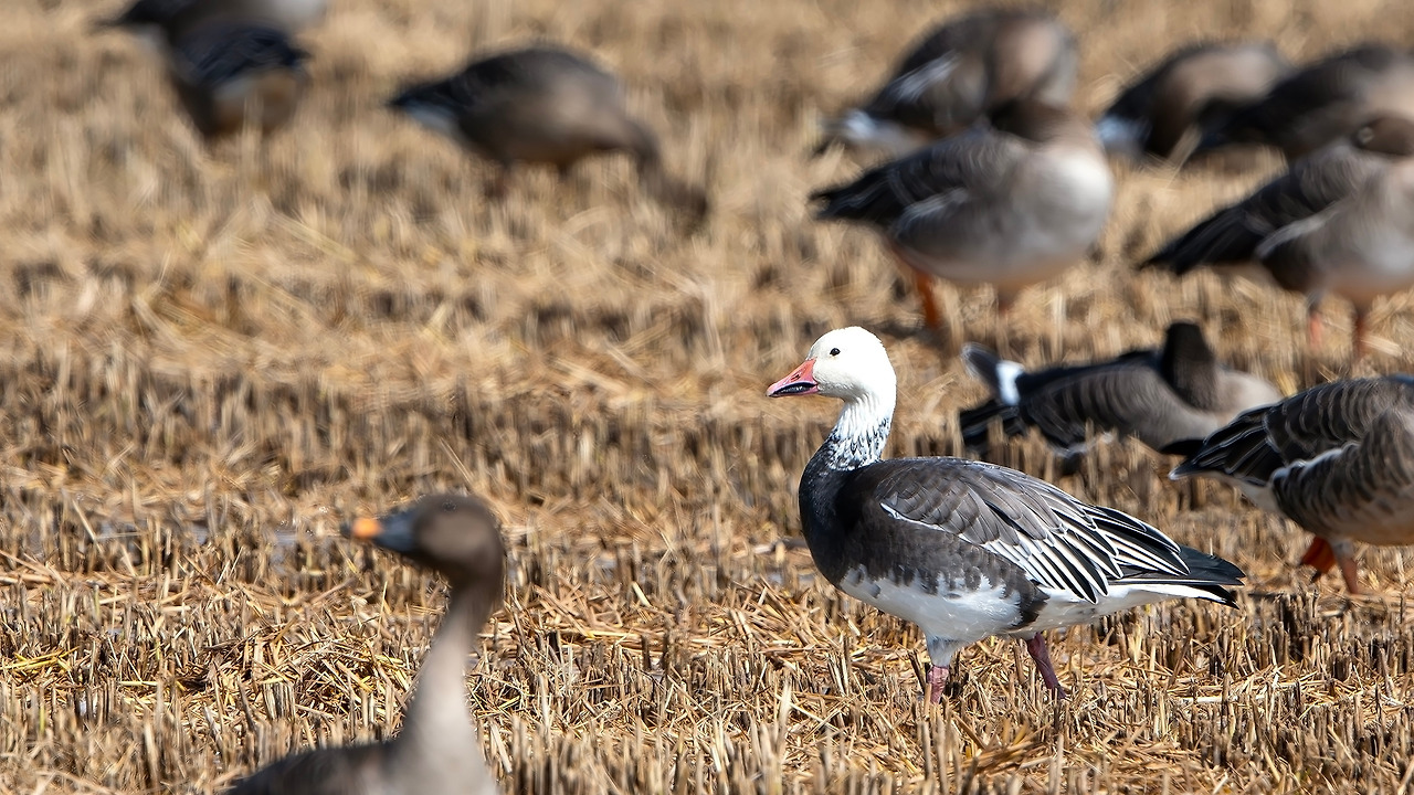 211002_484 천수만-향상됨-NR.jpg