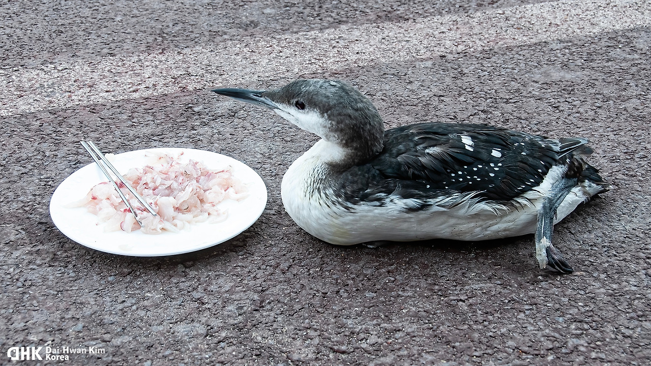 김대환 20100112 소돌항-04.jpg