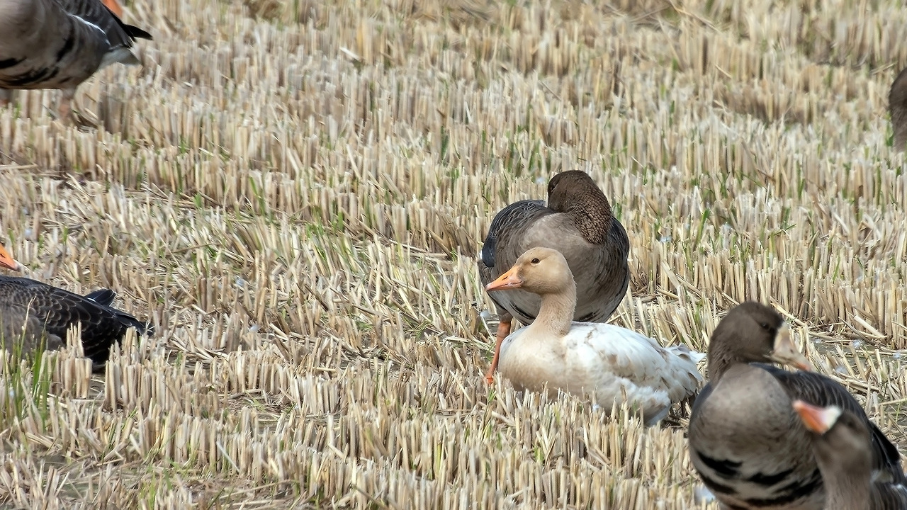 221014_620 미 교동도-향상됨-NR.jpg