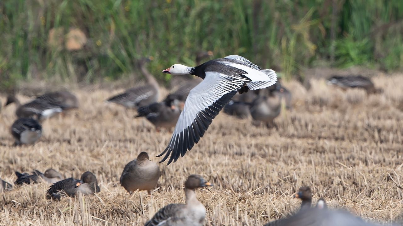 211002_487 천수만-향상됨-NR.jpg