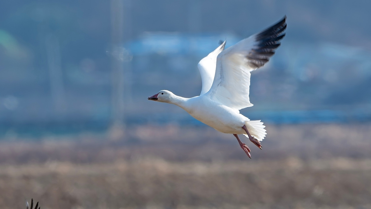 20201213_005 천수만-향상됨-NR.jpg