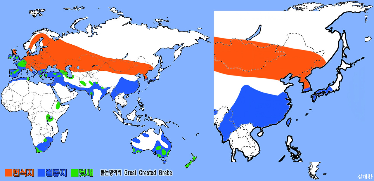 _01 뿔논병아리 Great Crested Grebe 서식지b.jpg