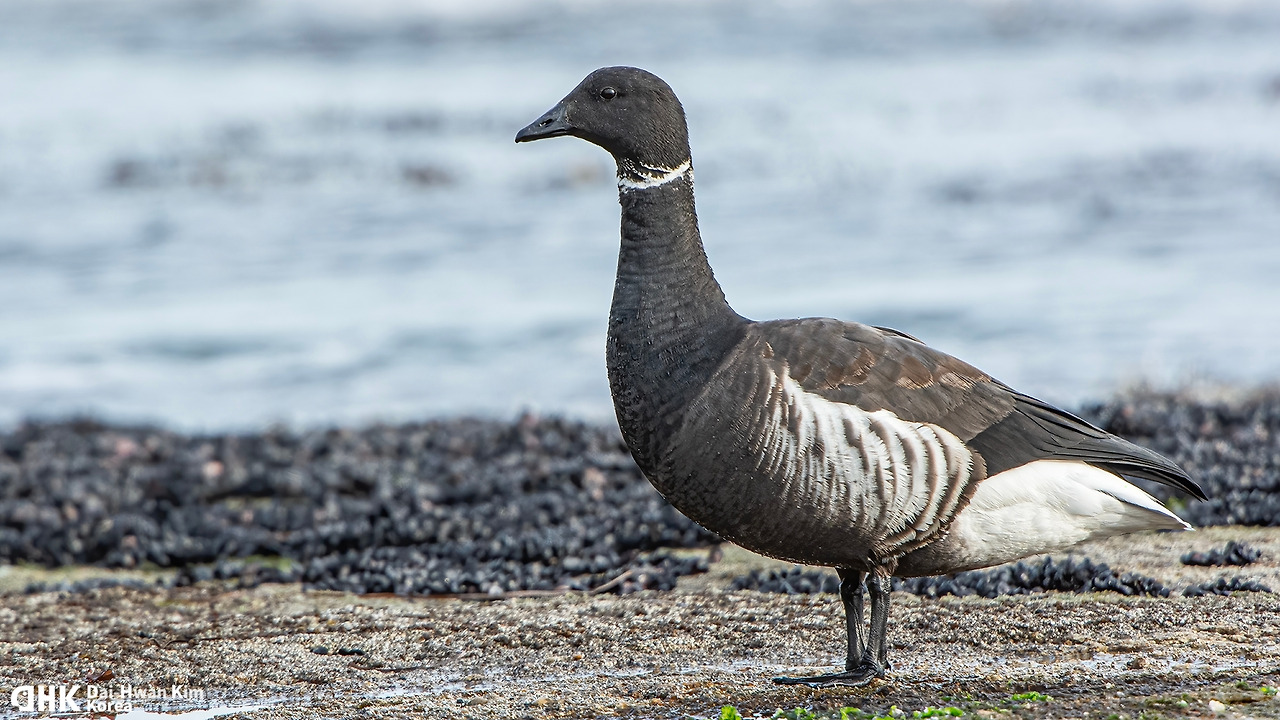 김대환 20141207-18 아야진.jpg