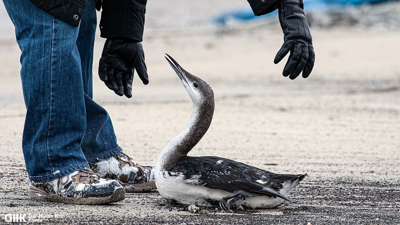 김대환 20100112 소돌항-03.jpg