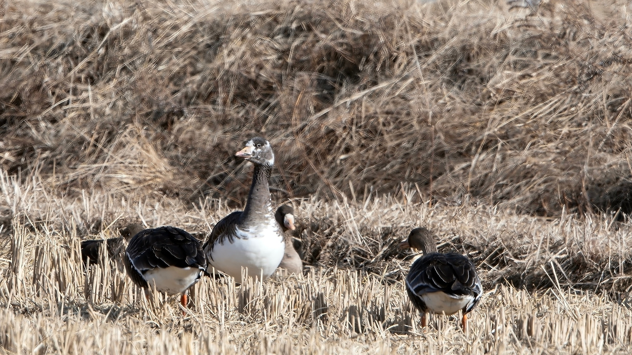 210117-709 파주-향상됨-NR.jpg