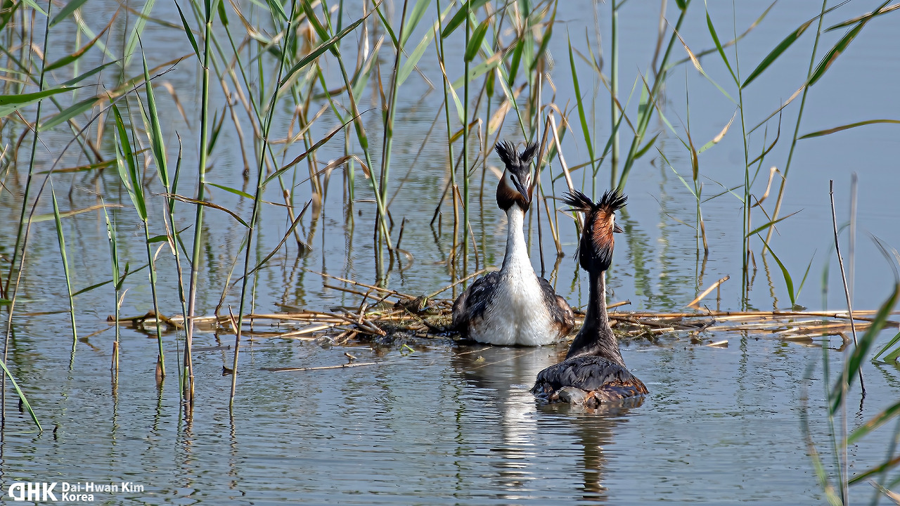 20180616-139 서산 천수만.jpg