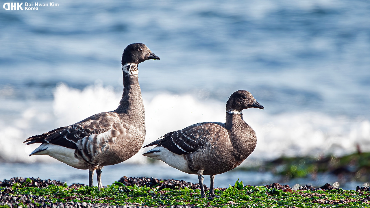 김대환 20120125-59 아야진.jpg