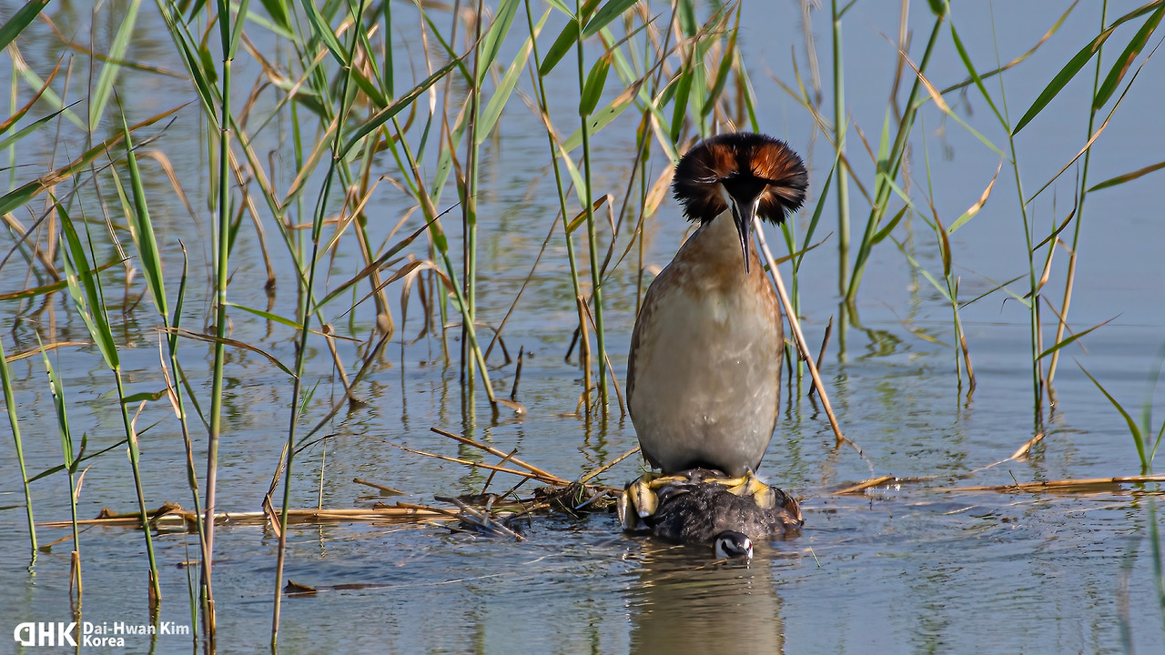 20180616-134 서산 천수만.jpg