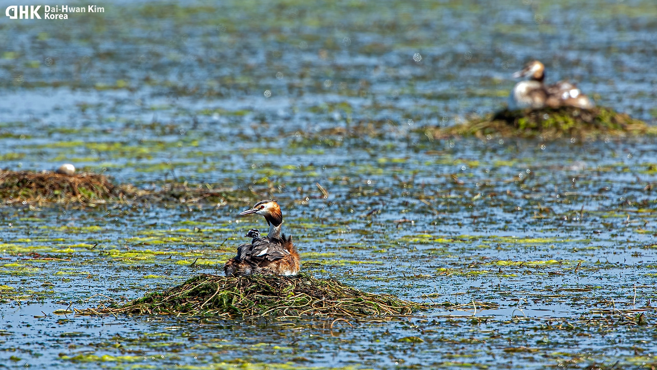 20130615_602 시화.jpg
