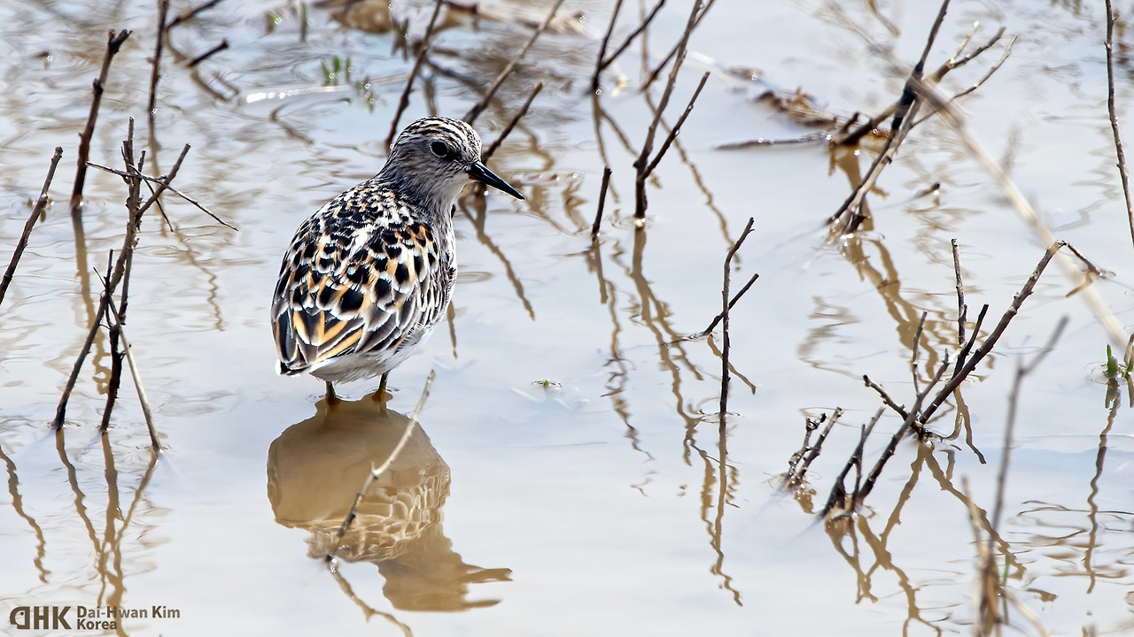 110501 029 시화호.jpg