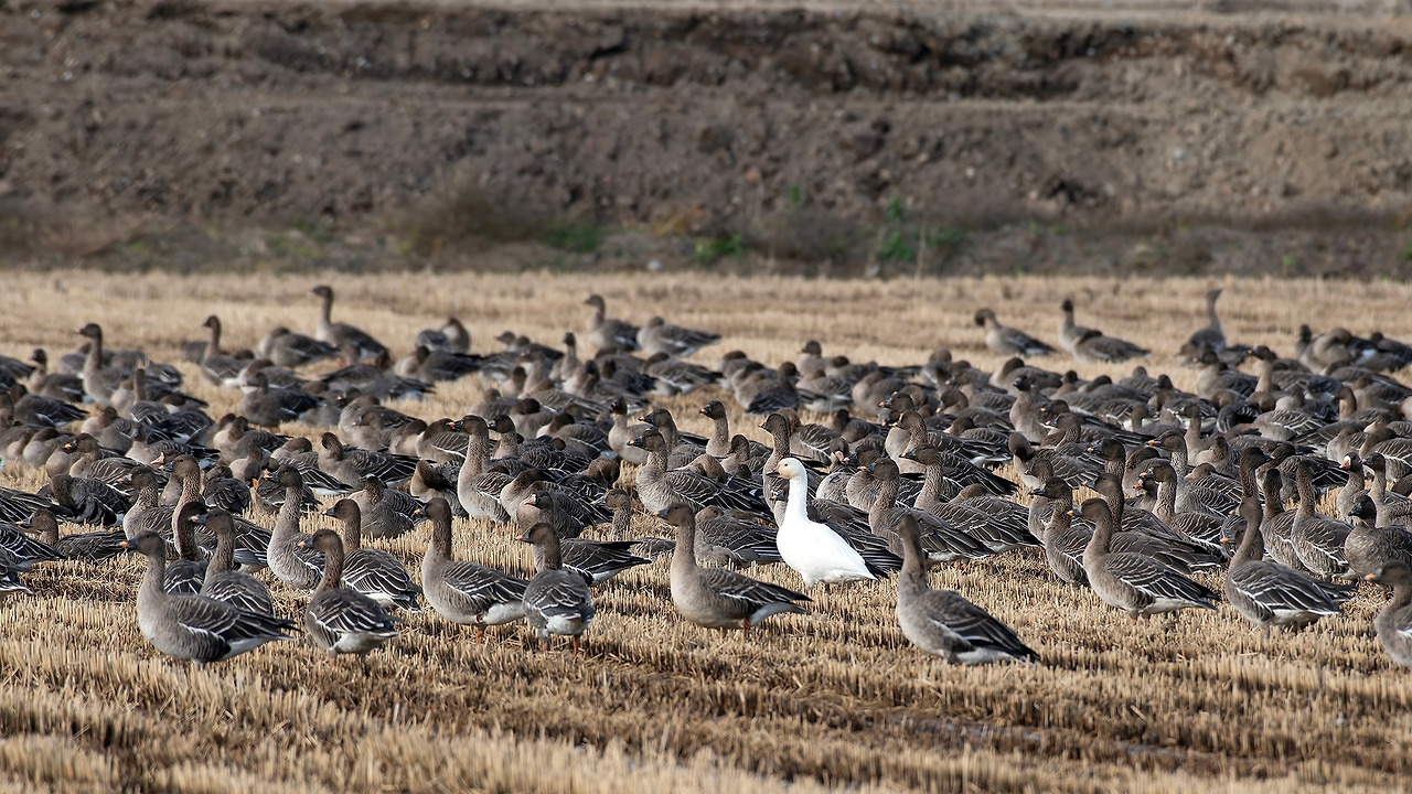 20181117-238 천수만-향상됨-NR.jpg