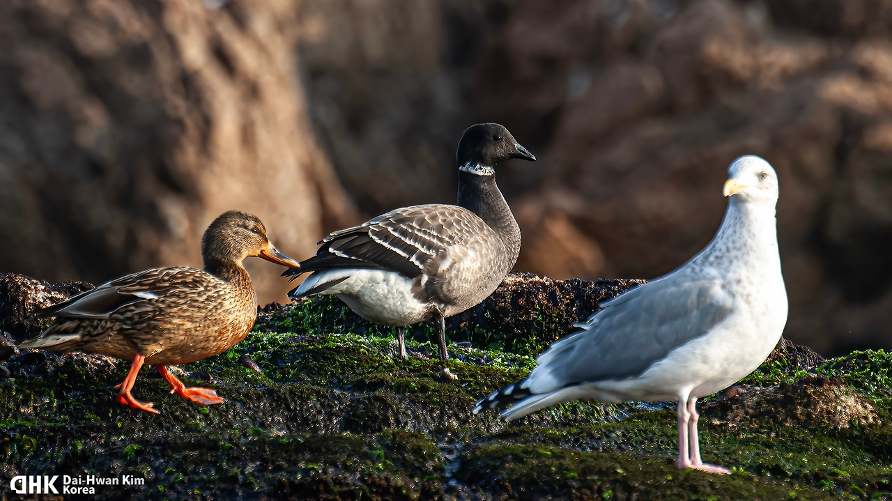 김대환 20120125-53 아야진.jpg