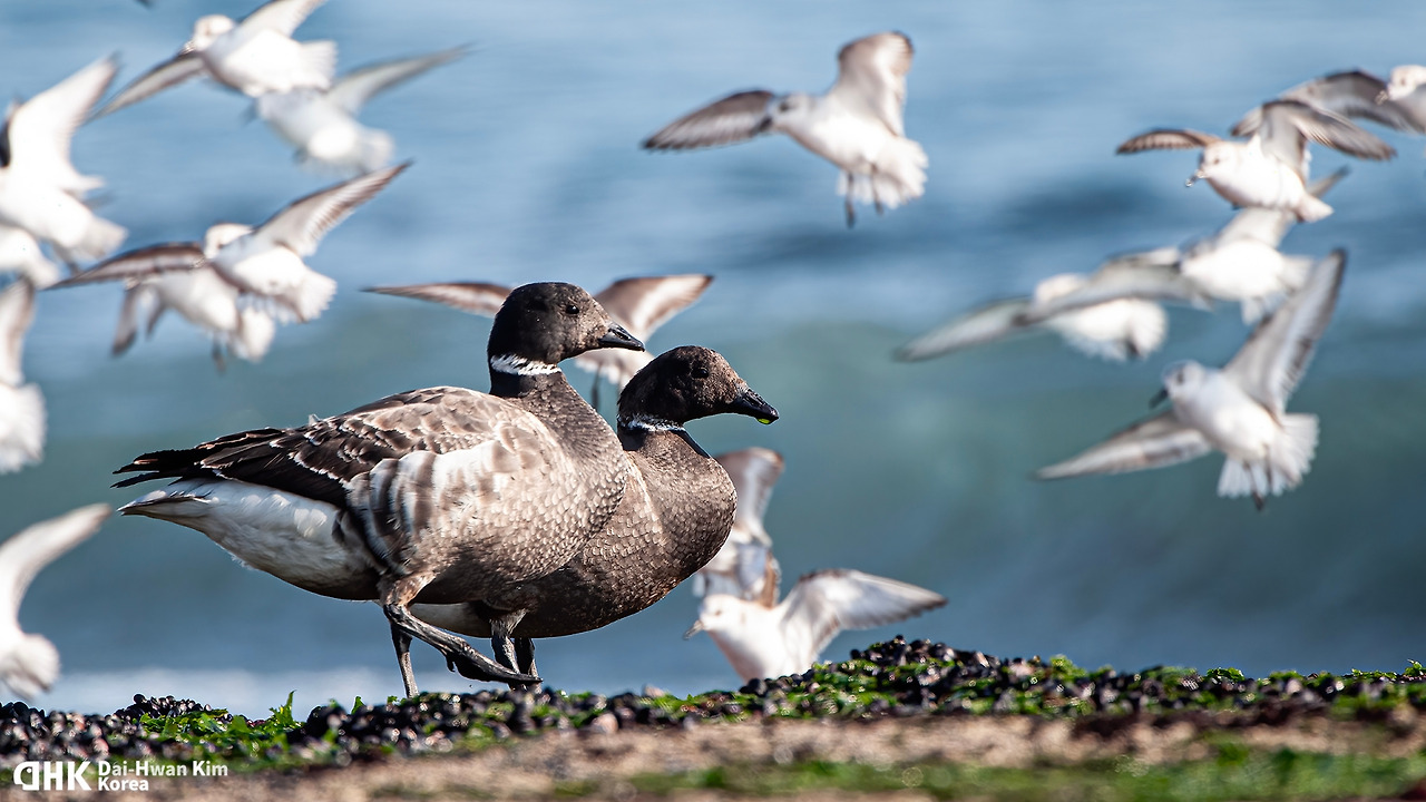 김대환 20120125-47 아야진.jpg