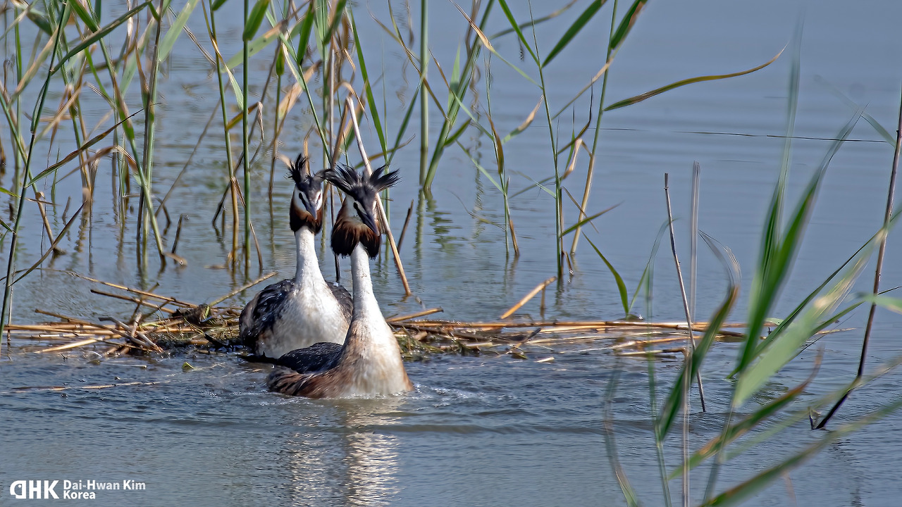 20180616-137 서산 천수만.jpg