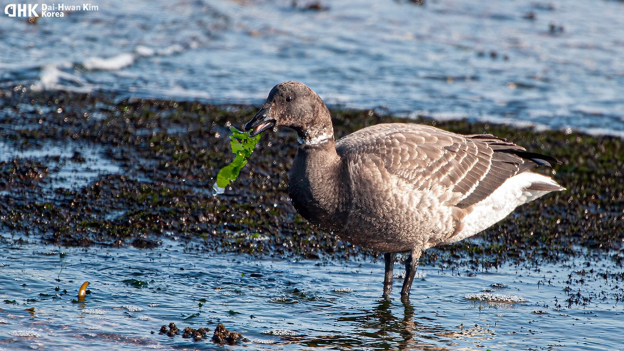 김대환 20120125-25 아야진.jpg