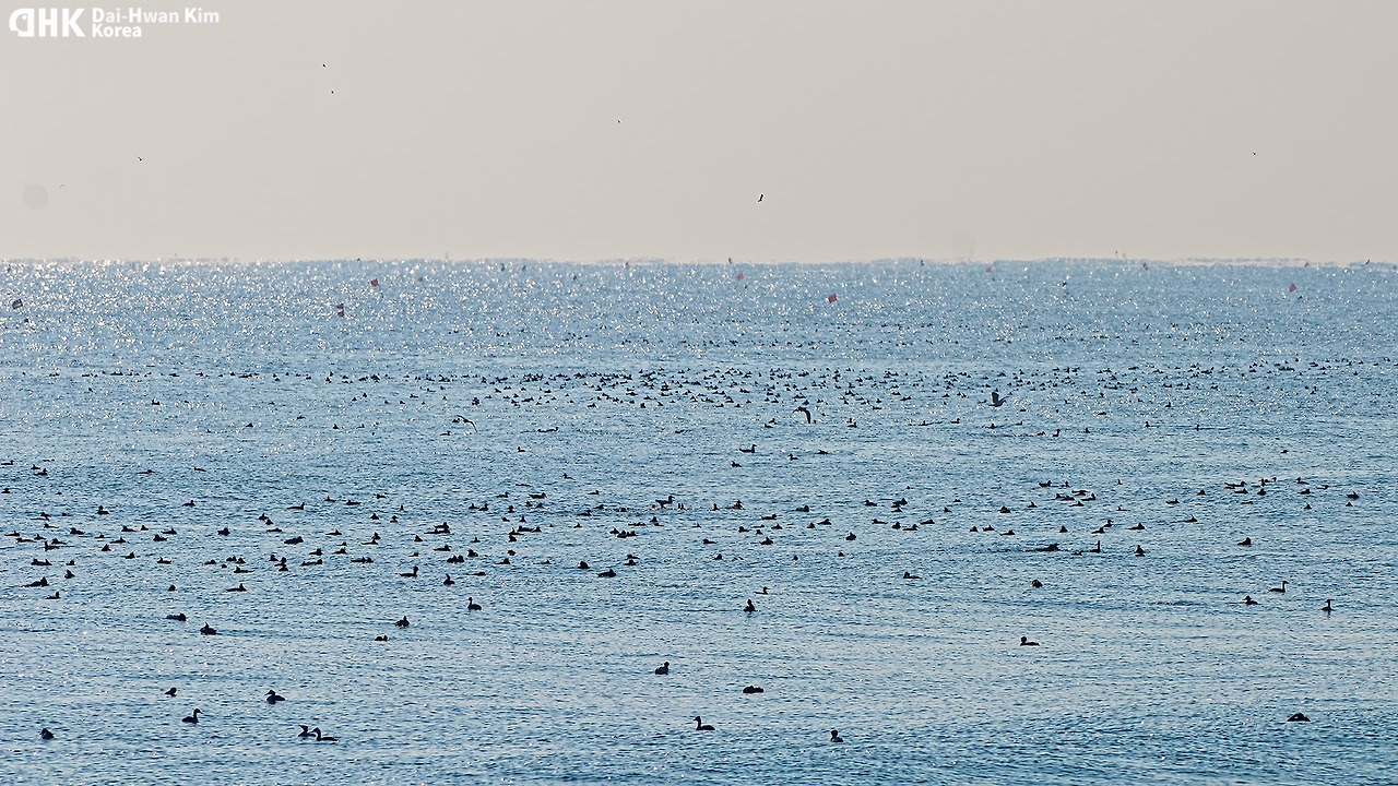 20110122-627 울진.jpg