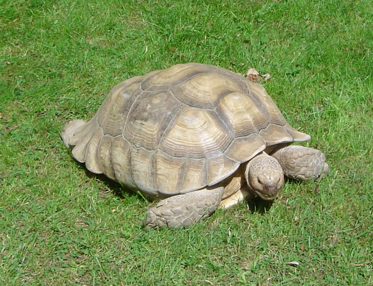 Ren5 turtle-255271_1920.jpg