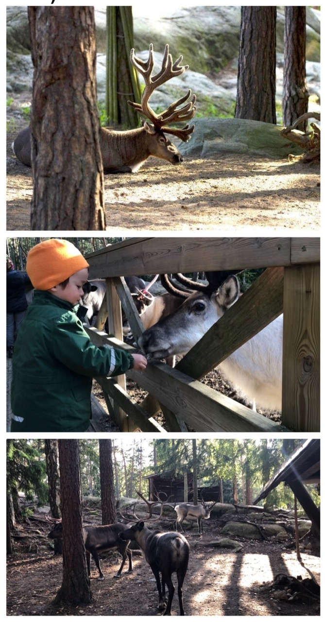 핀란드 자연힐링-7.jpg