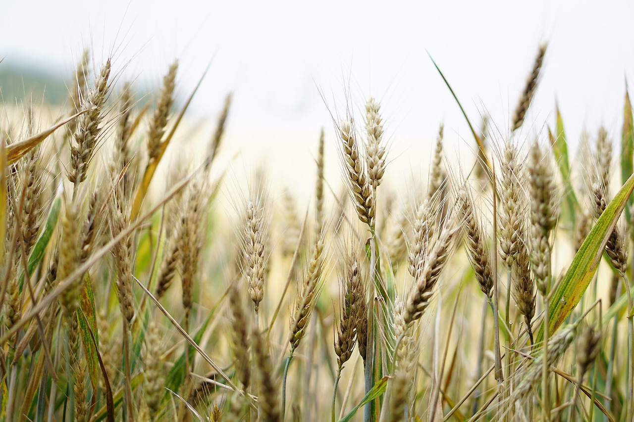 wheat-g952c7b184_1920.jpg