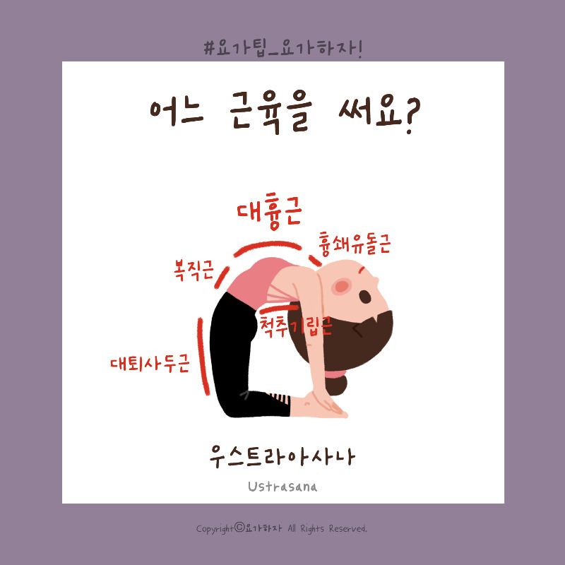 2 우스트라아사나-근육2.jpg
