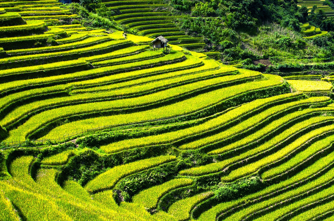 rice-terraces-164410.jpg