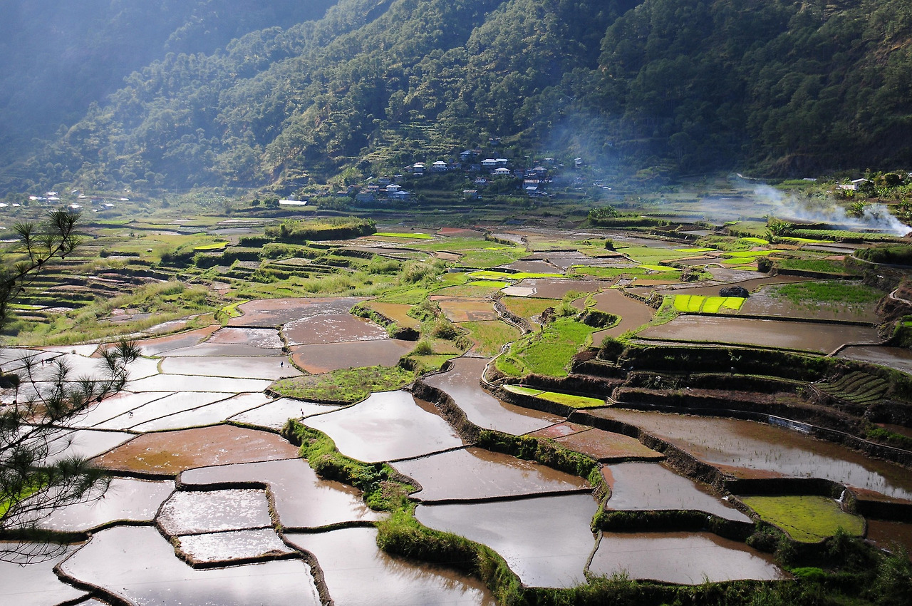 rice-field-5530707_1920.jpg