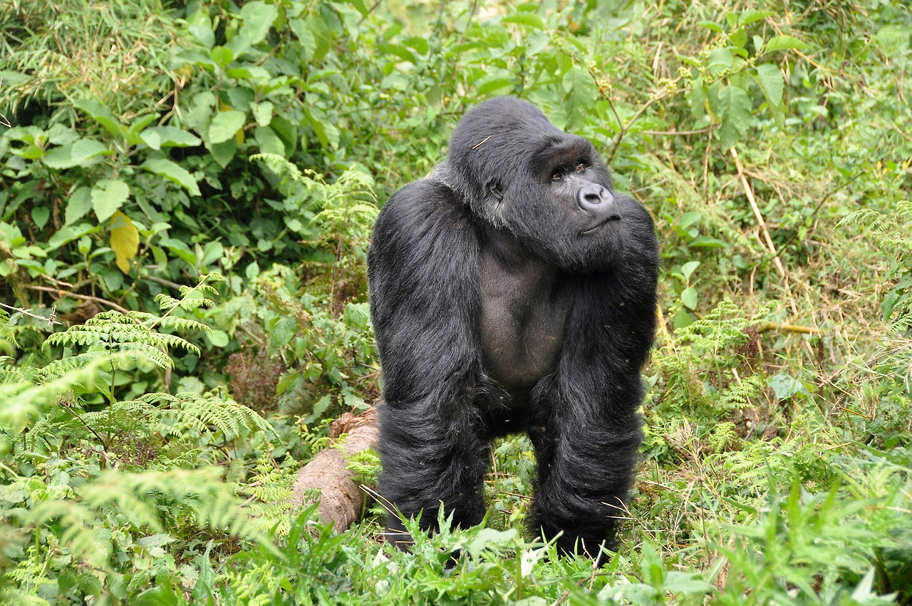 gorillas-474728_1920.jpg