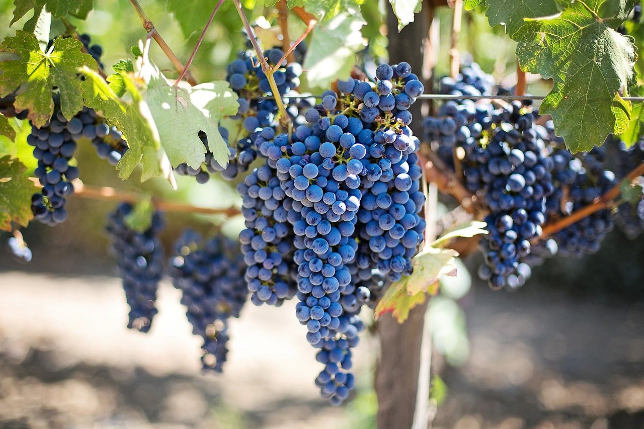 grapes-553464_1920_포도.jpg