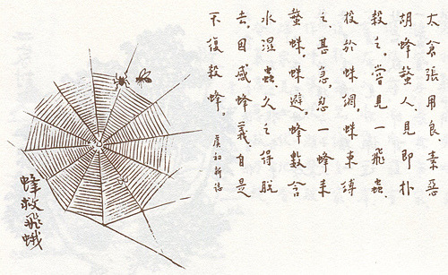 215. 蜂救飛蛾.jpg