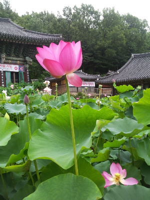 봉원사 연꽃.jpg