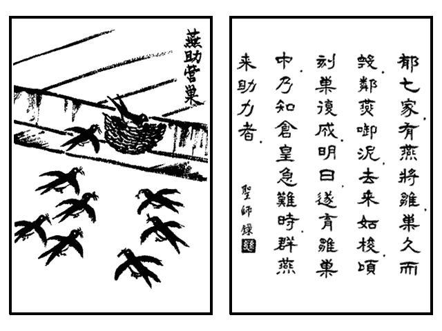 191. 協助築巢.jpg