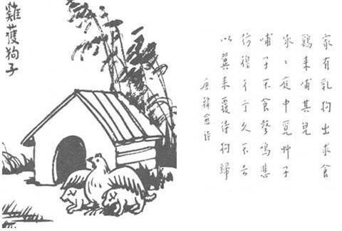 78. 鷄護狗子.jpg