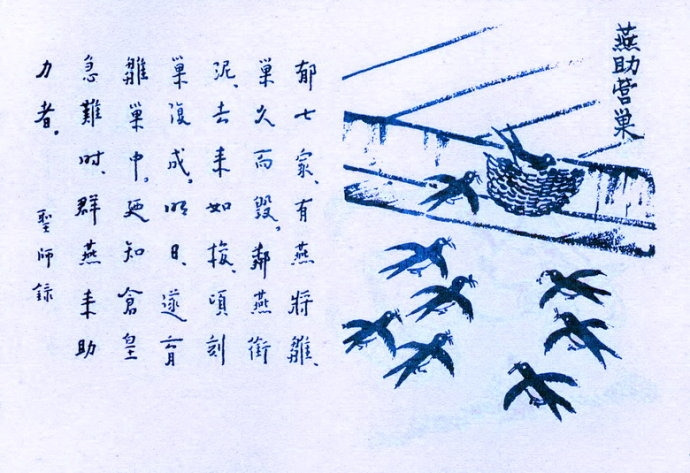 391. 燕助營巢.jpg