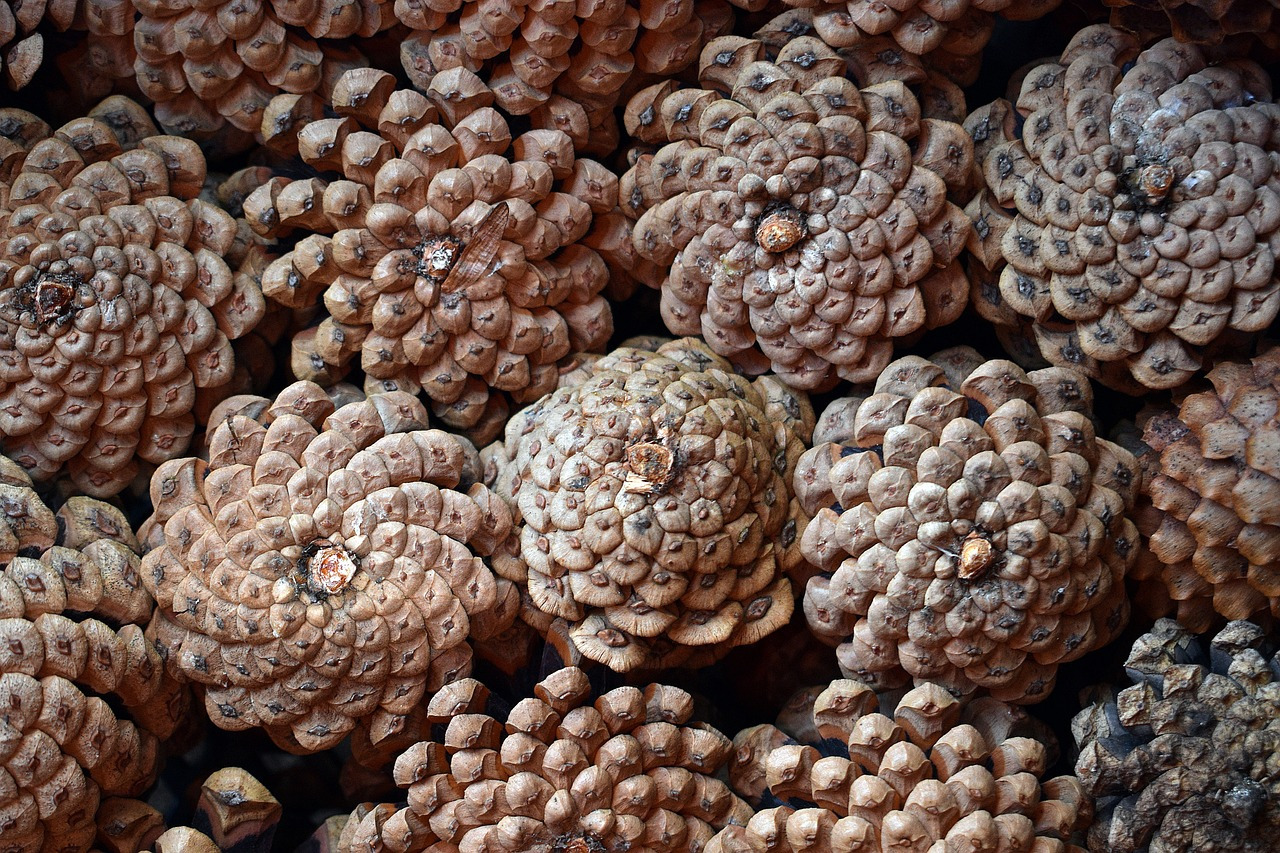 pine-cones-6939674_1280.jpg