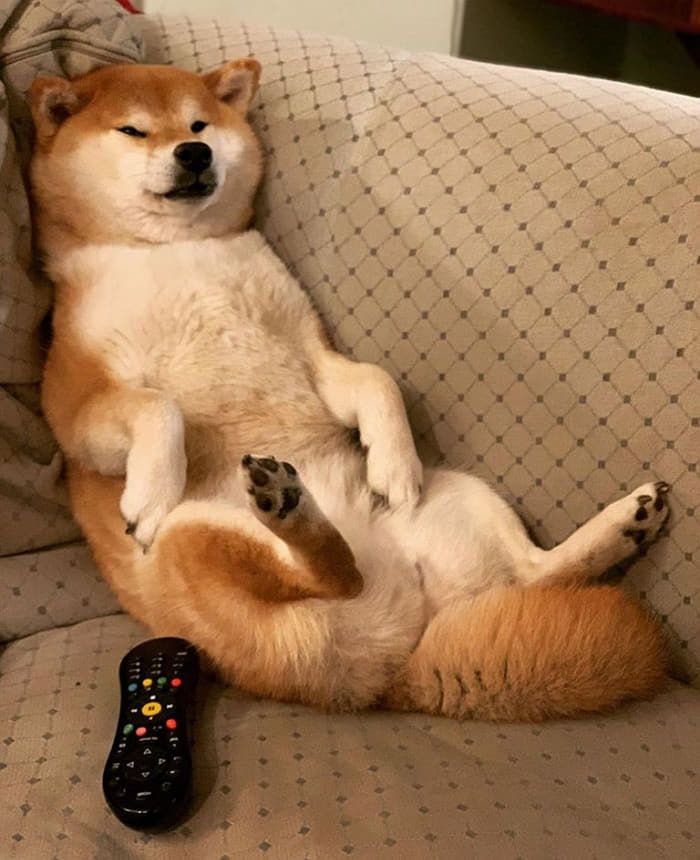 집콕취미생활 즐기는 댕댕이.jpg