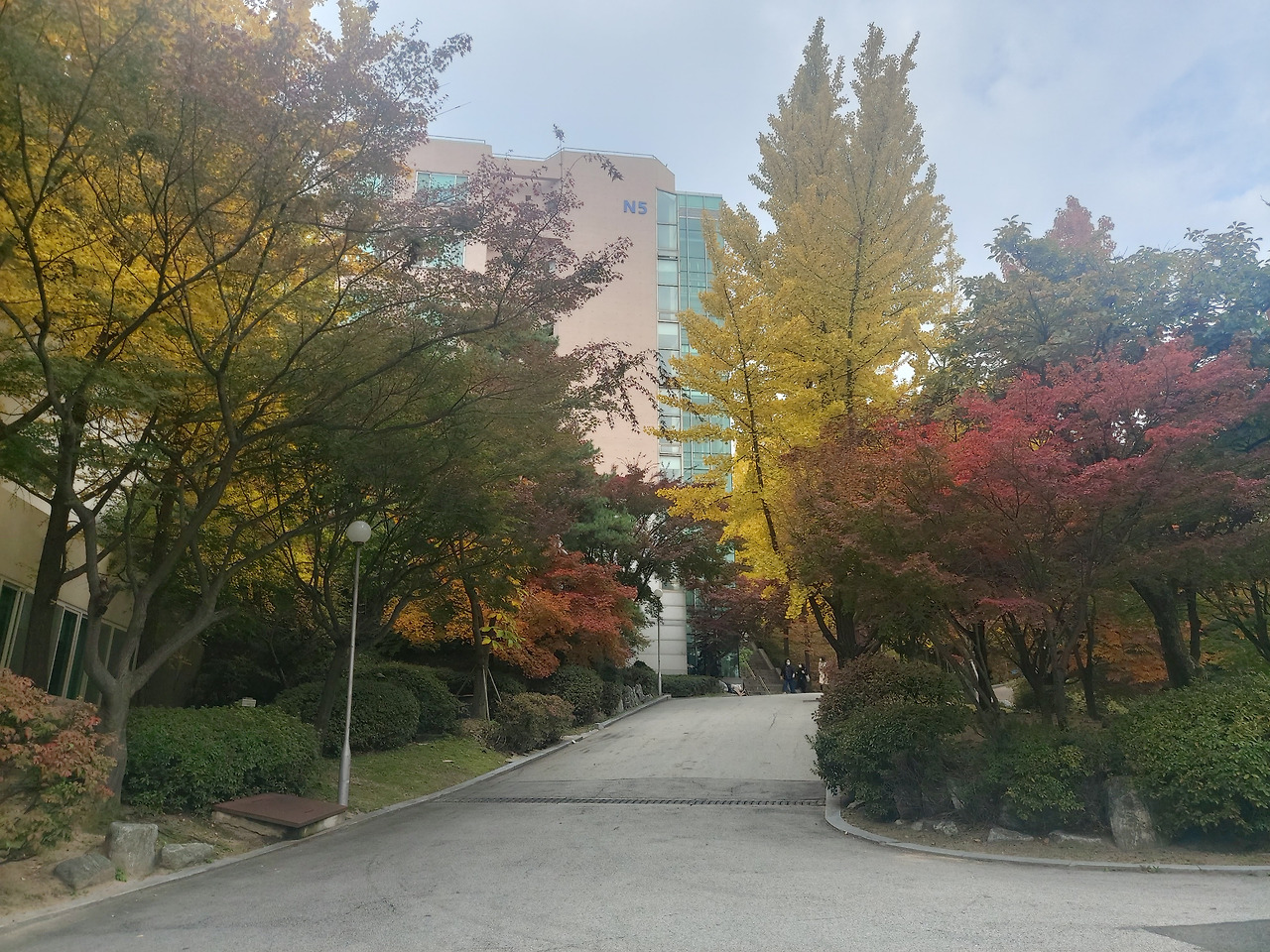 학교단풍 1.jpg