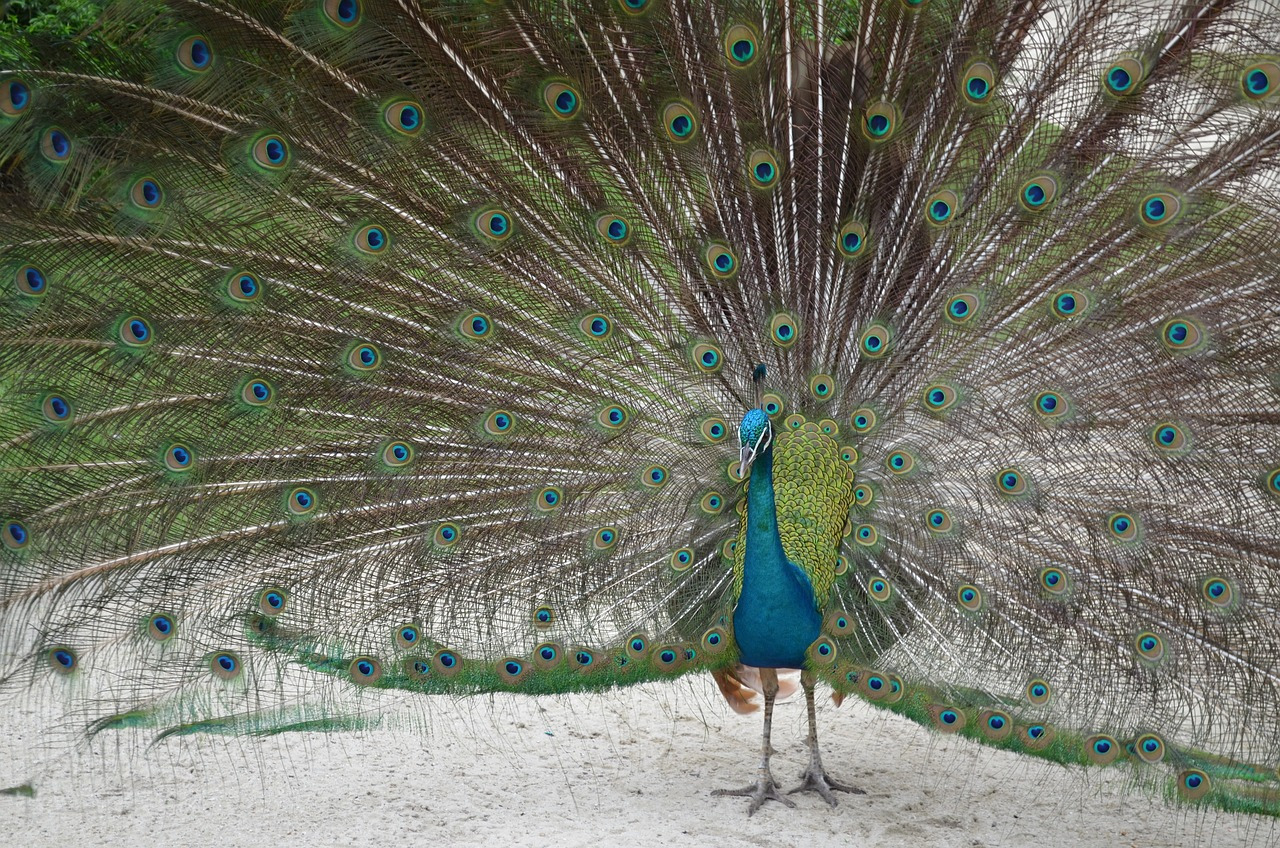 peacock-1055790_1280 (1).jpg