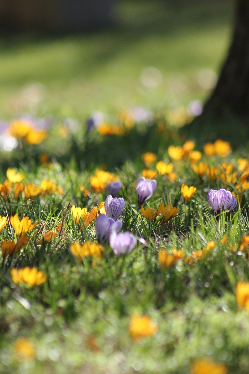 crocuses-7766927_1280.jpg