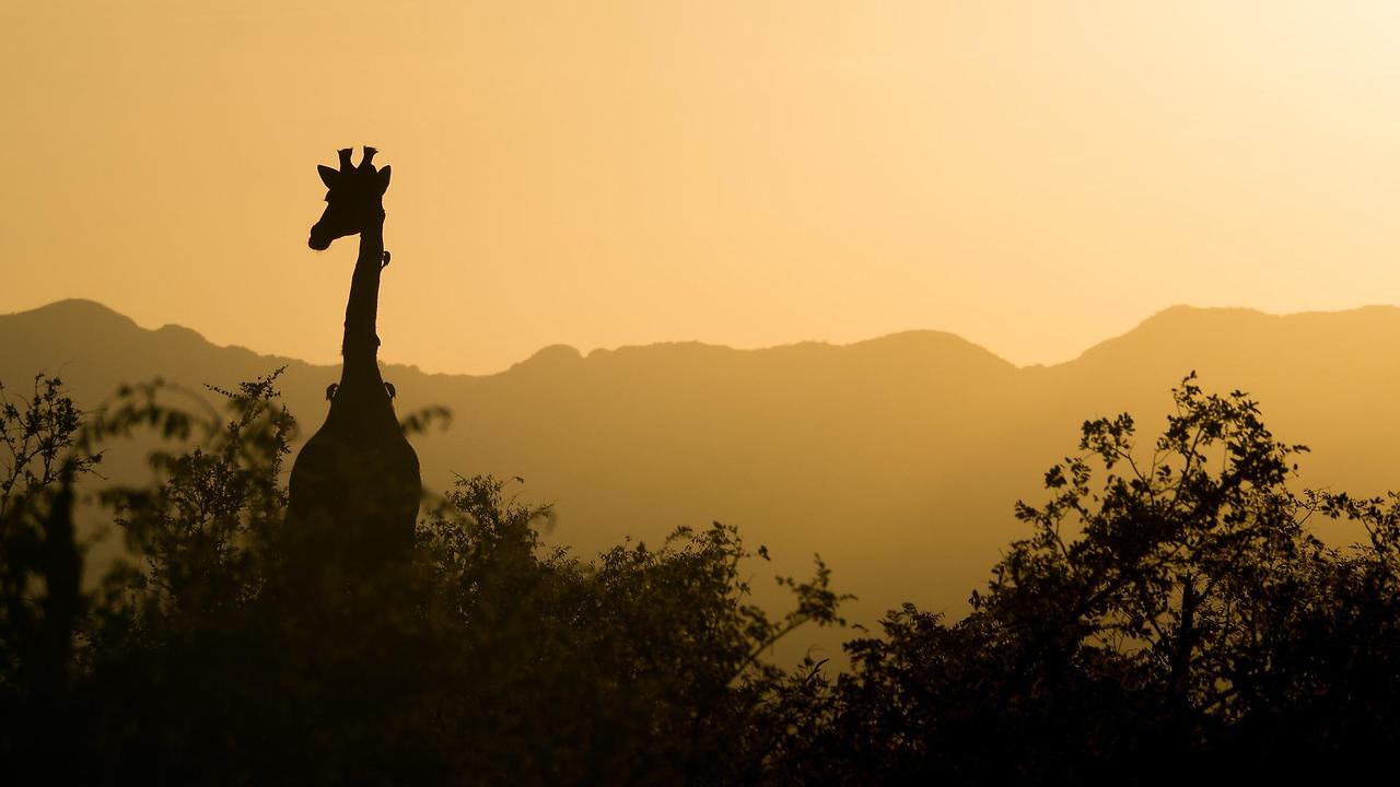 giraffe-2233366_1920.jpg