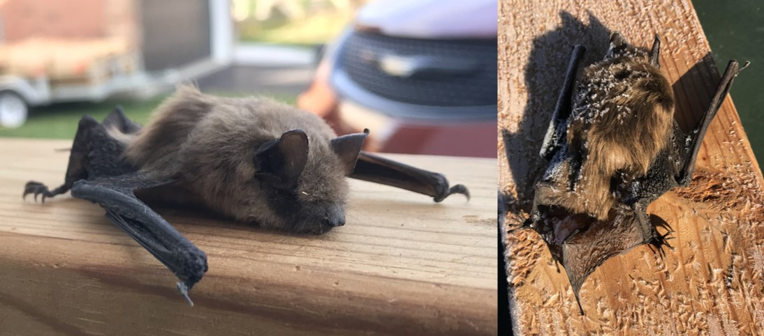 Screenshot 2020-12-19 221402.jpg