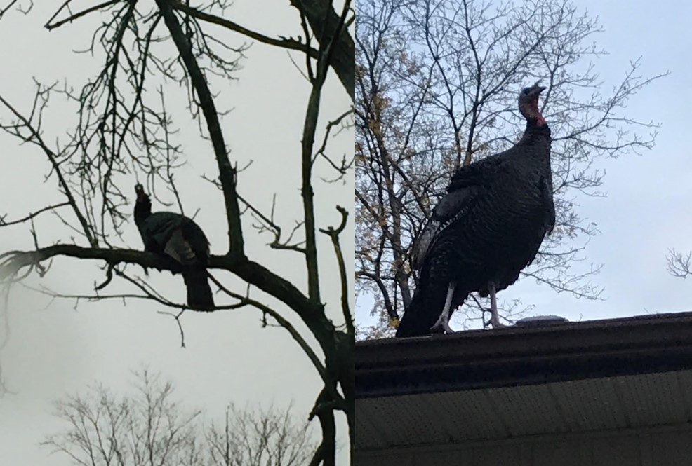 Screenshot 2020-12-14 224247.jpg