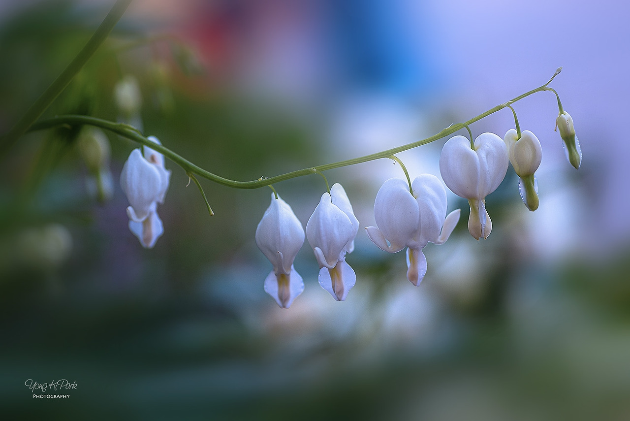 116_9082-s-Dreams of flowers-1.jpg