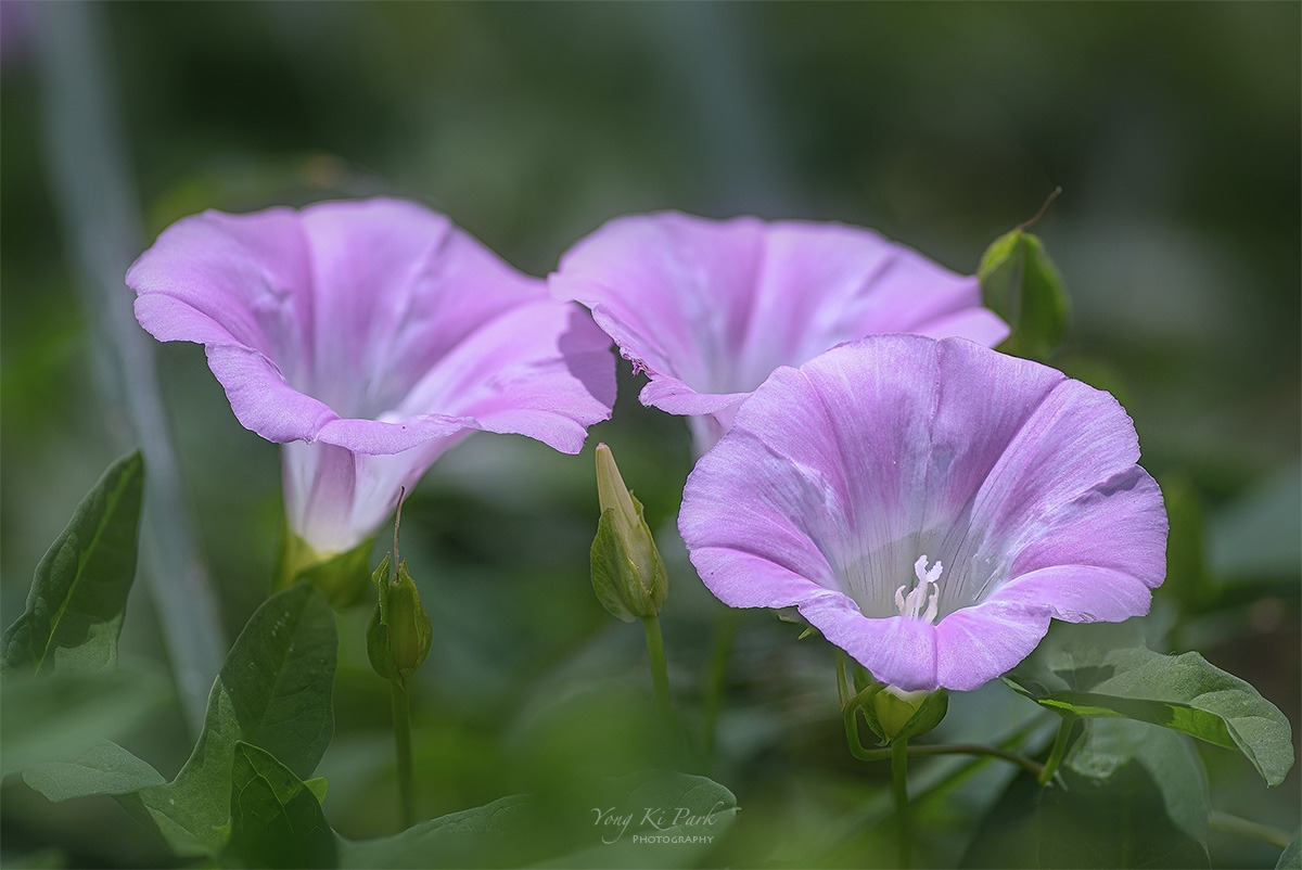 121_8914-22-st-s-Summer garden-34.jpg