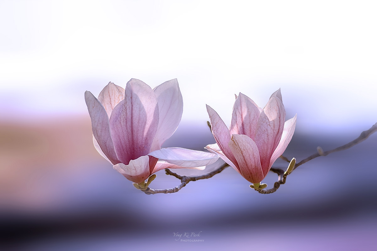 134_8260-65-st-m-s-Spring that came to me-19.jpg