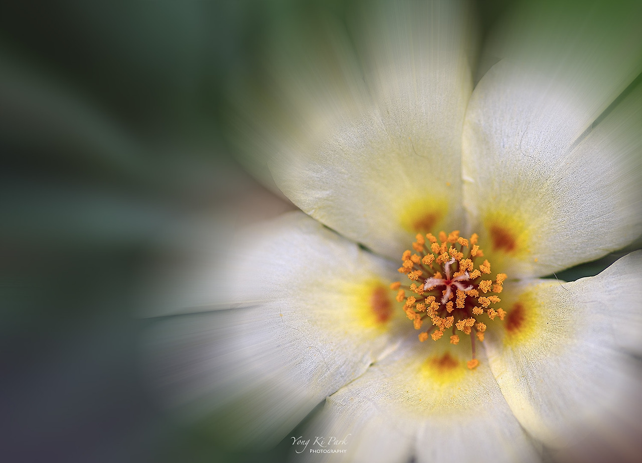 119_3723-m-2-s-Afterimages of summer-1.jpg