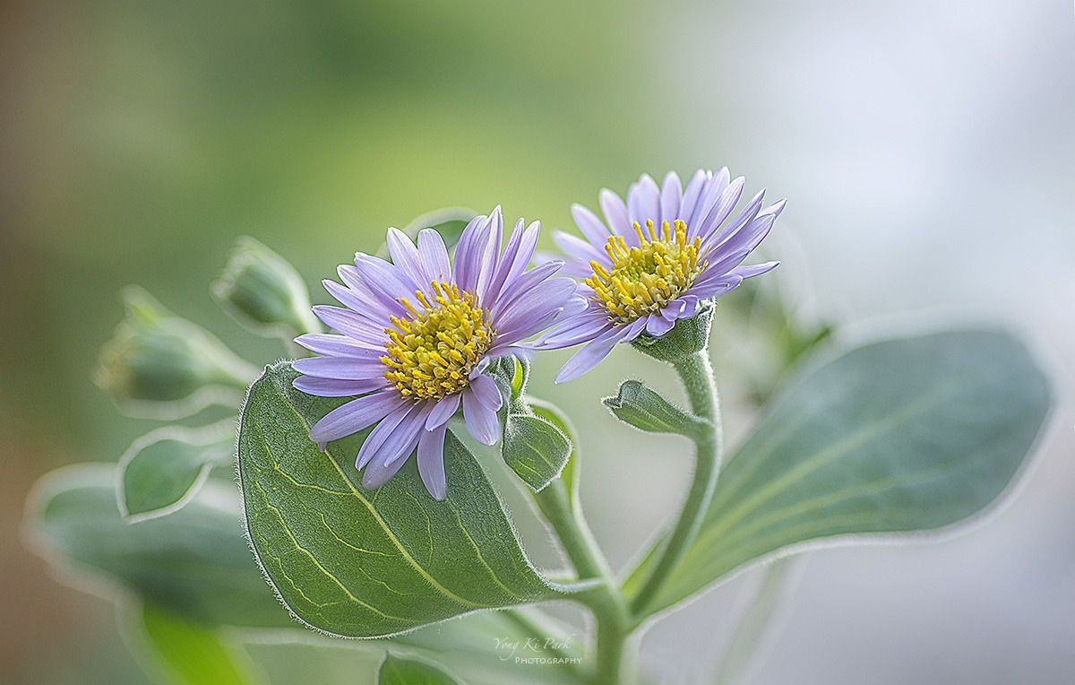 132_8024-30-st-s-A poem of autumn-23.jpg