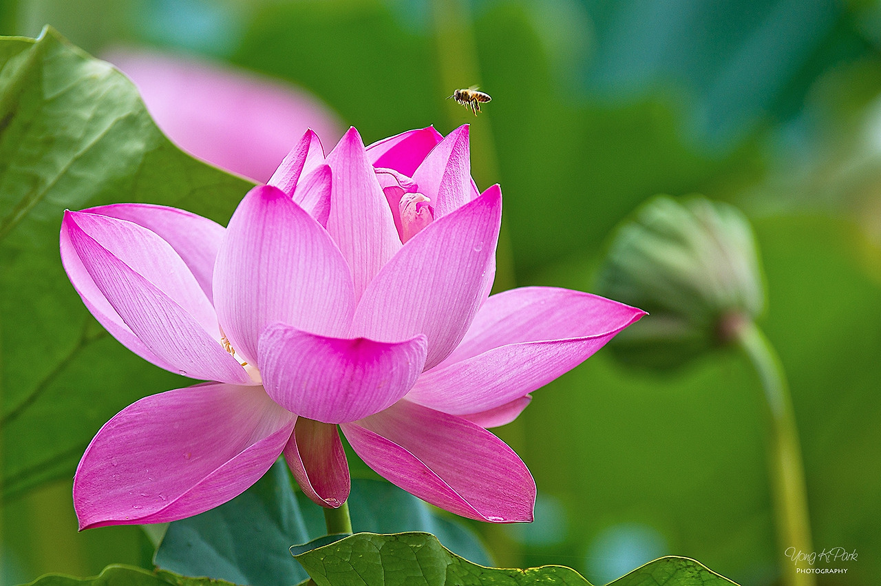 303_3531_30-st-s-Morning is blooming.jpg