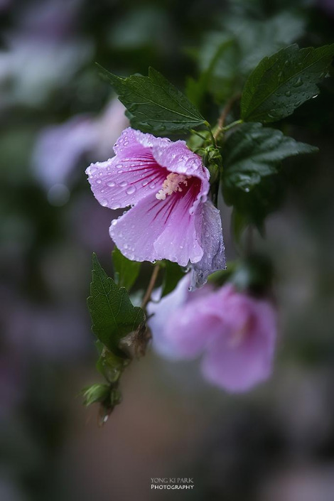111_4431_30-st-s-Flowers surviving in hot summer-4.jpg